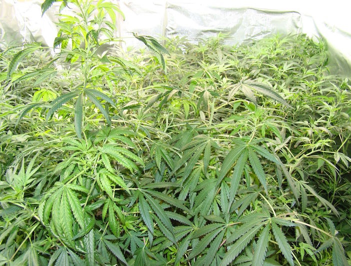 Intervenidas 3.278 plantas de cannabis sativa y otros 19,5 kilos de marihuana en Gevjar y Monachil