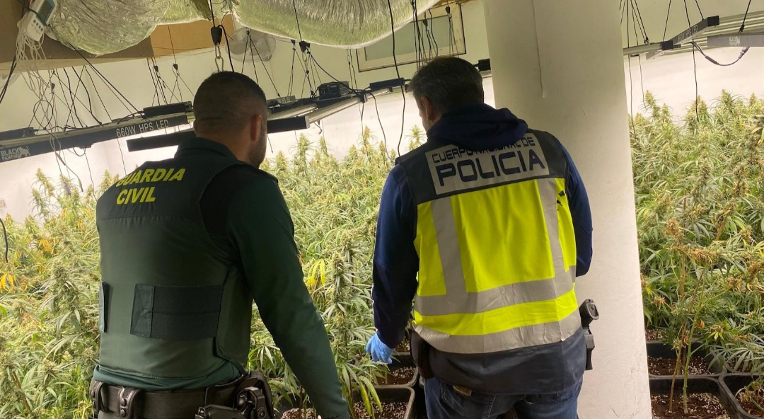 Dos centros de produccin de marihuana son desarticulados por la Guardia Civil y la Polica Nacional en una operacin conjunta
