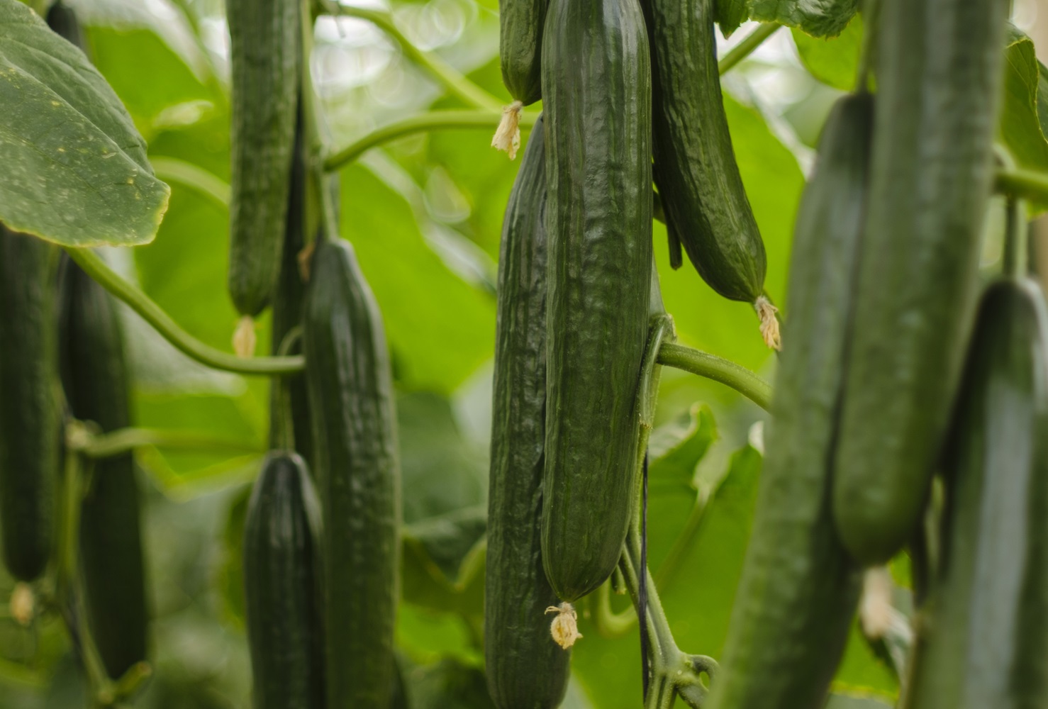 Hortyfruta desactiva la extensin de norma para el pepino