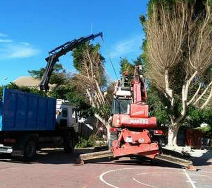 La concejala de Parques y Jardines de Motril inicia una campaa de poda de palmeras y arbolado