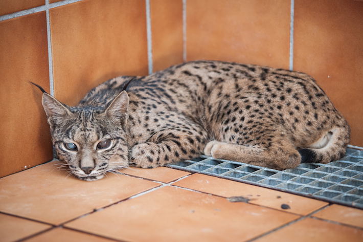 El CREA trata en sus instalaciones de Pinos Genil a un ejemplar de lince ibrico con problema de ceguera